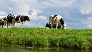 vacas pastando a beira de um rio